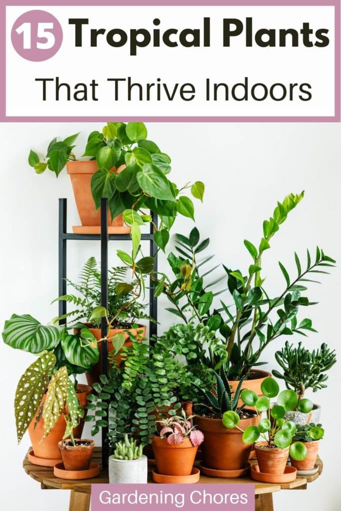  15 plantas tropicais deslumbrantes que se desenvolvem no interior