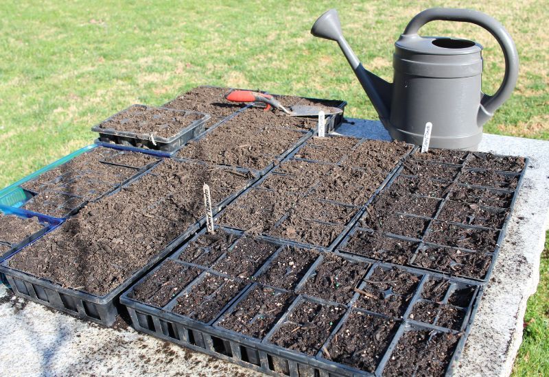  Combien de fois faut-il arroser les semis - Bonnes pratiques d'arrosage pour les semences et les jeunes plantes
