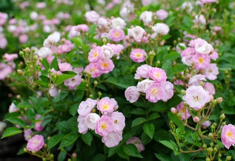  30 jenis bunga ros yang cantik untuk Taman Anda (+ Petua Menanam)