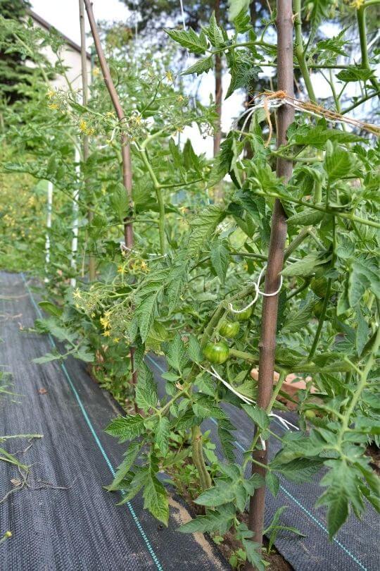  A que distância plantar os tomates para obter o máximo rendimento?