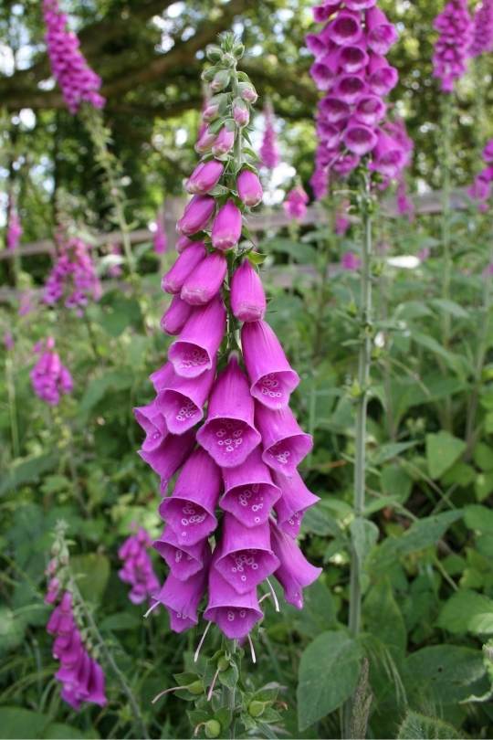  15 fleurs vivaces hautes pour ajouter de l'intérêt vertical et de la hauteur à votre jardin