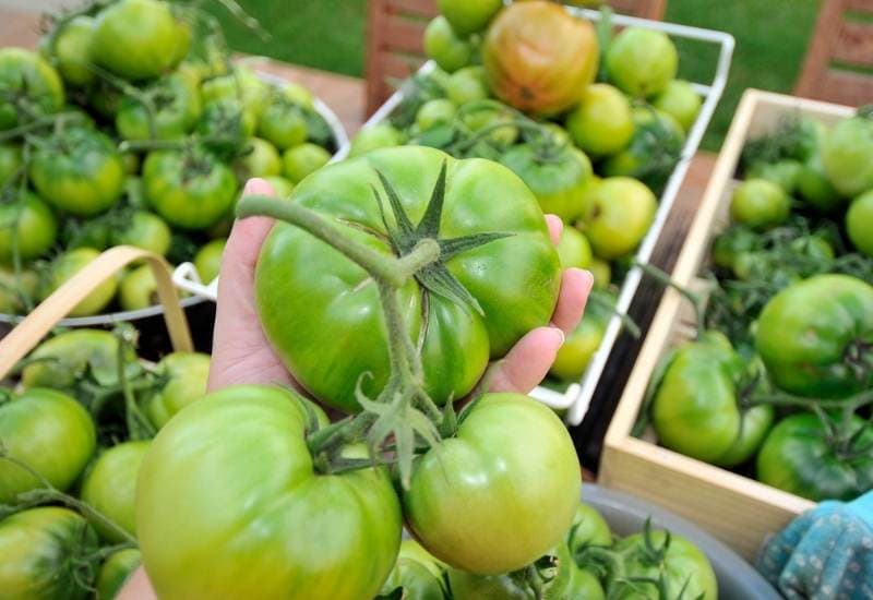  Tomates que não ficam vermelhos: como amadurecer tomates verdes na videira