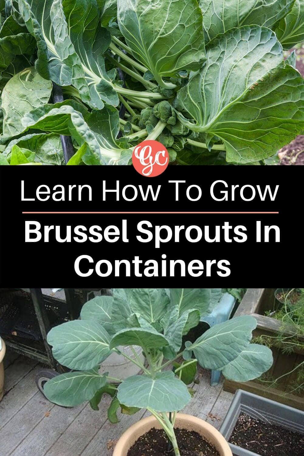  Semua yang Anda Perlu Tahu tentang Menanam Brussel Sprout dalam Bekas