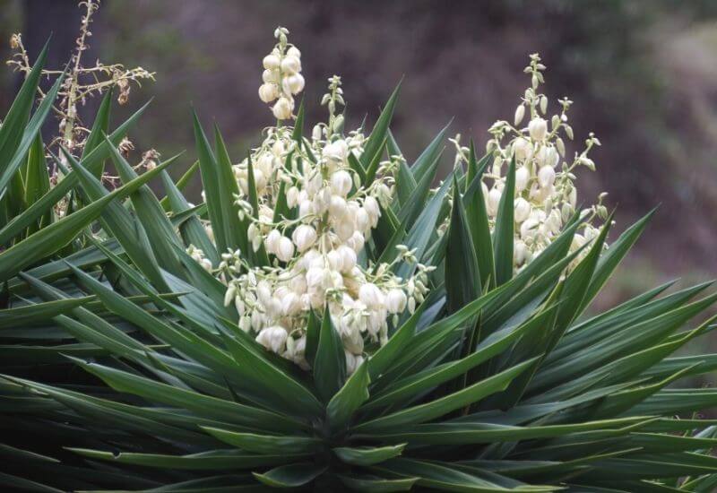  19 Varieti tumbuhan Yucca yang luar biasa Dengan petua penjagaan