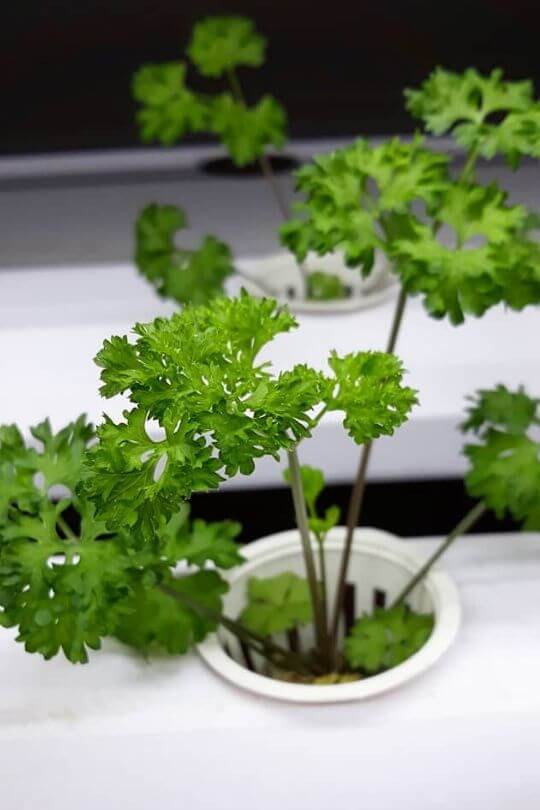  10 das melhores ervas para cultivar em hidroponia