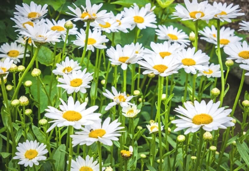  15 Bunga Saka Putih Terbaik Untuk menghiasi taman Anda