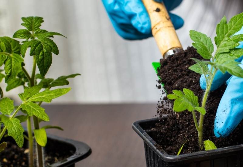 Quand et comment transplanter les plants de tomates et pourquoi c'est SI IMPORTANT