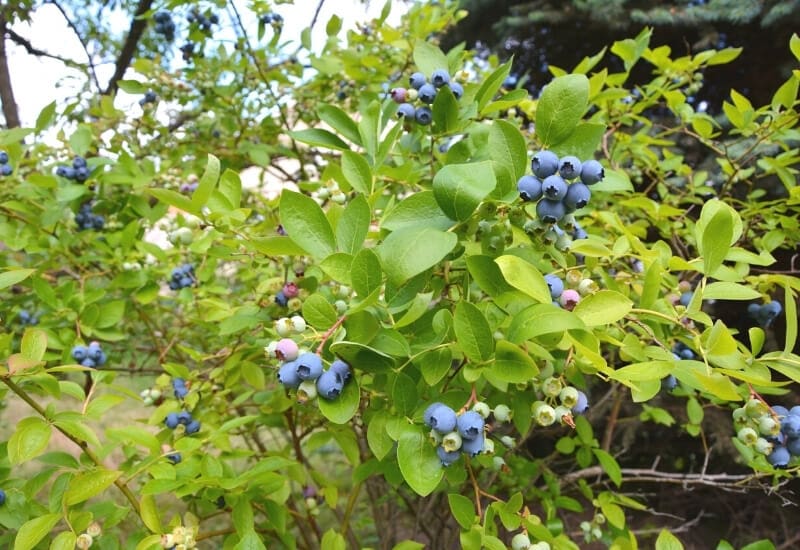  10 Varieti Blueberry Terbaik Untuk Tukang Kebun Rumah