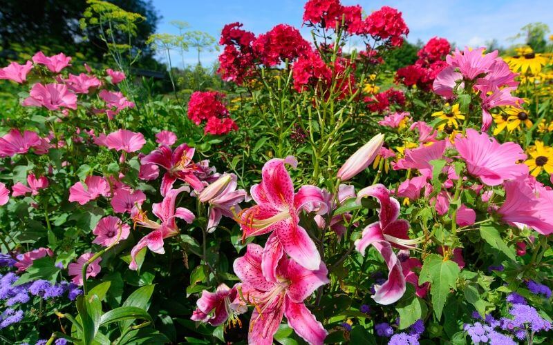  25 fleurs vivaces qui poussent à l'ombre pour donner de la couleur aux jardins peu éclairés