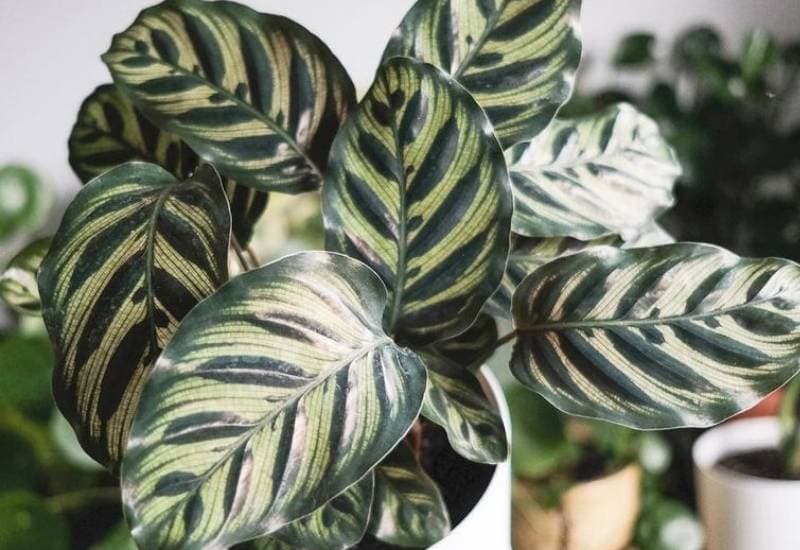  Kako se brinuti za biljku paun (Calathea Makoyana)
