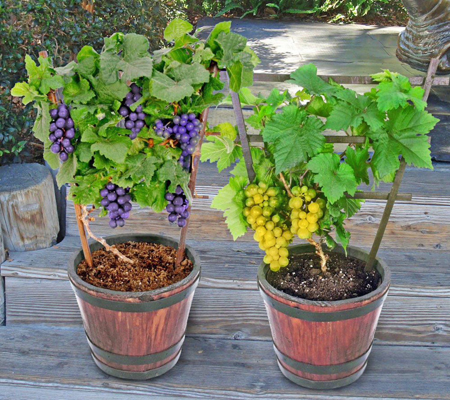  Cultivo de uvas em recipientes: Como cultivar videiras em vasos