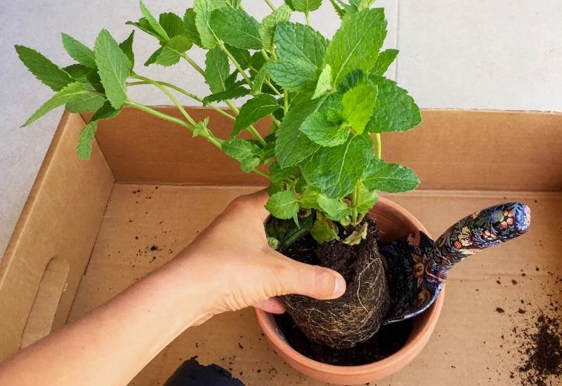  Comment cultiver de la menthe à l'intérieur pour une récolte saine tout au long de l'année ?