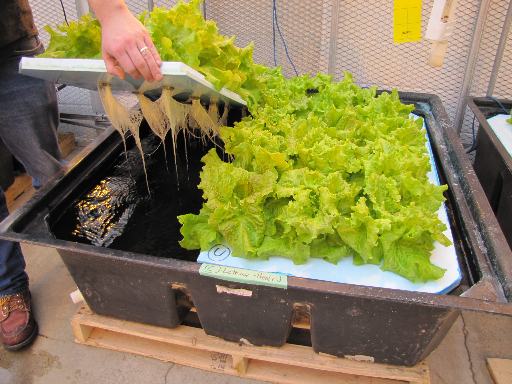  Hogyan kell termeszteni hidroponikus saláta könnyen