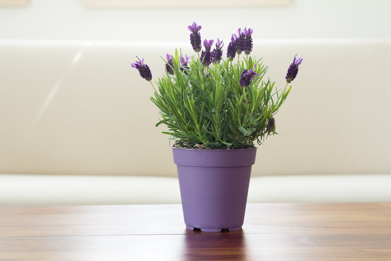  Cara Menanam Tumbuhan Lavender Dalam Ruangan
