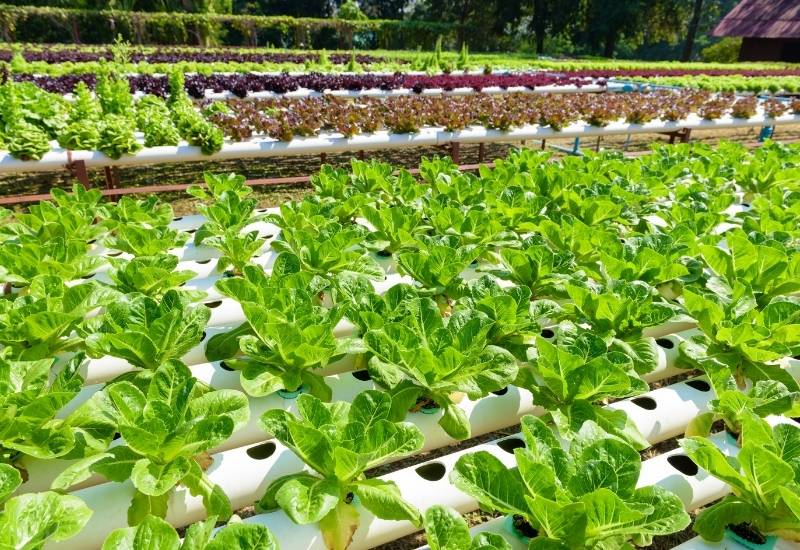 22 melhores plantas (legumes, ervas e frutas) para cultivar com hidroponia