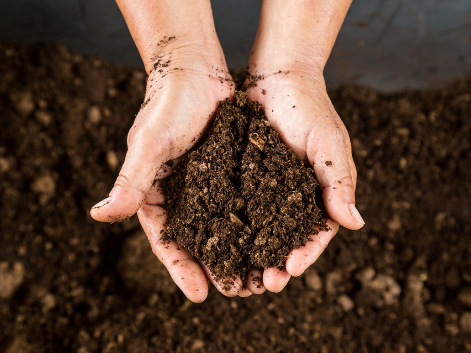  Musgo de turfa: o que é e como utilizá-lo no seu jardim