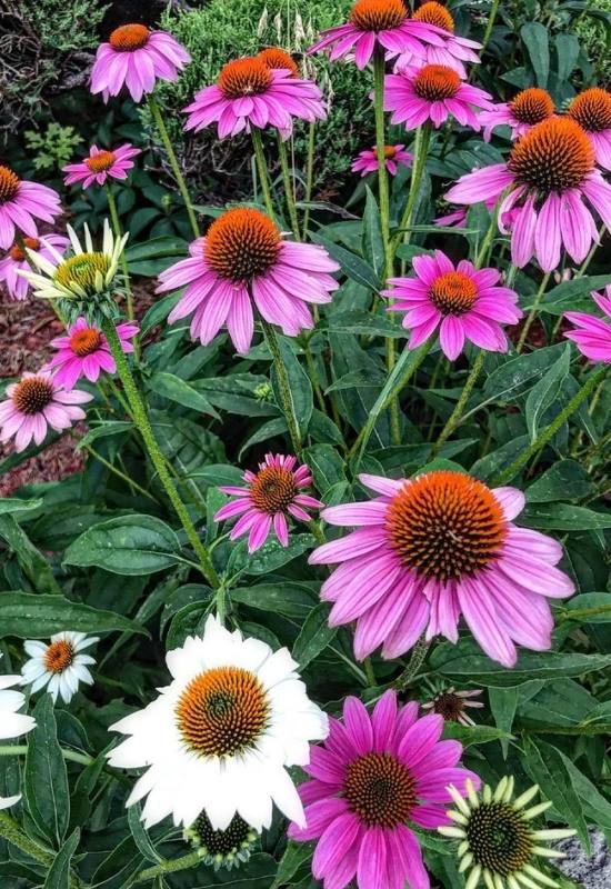  23 fleurs vivaces à faible entretien pour les espaces de jardin en plein soleil ou à l'ombre