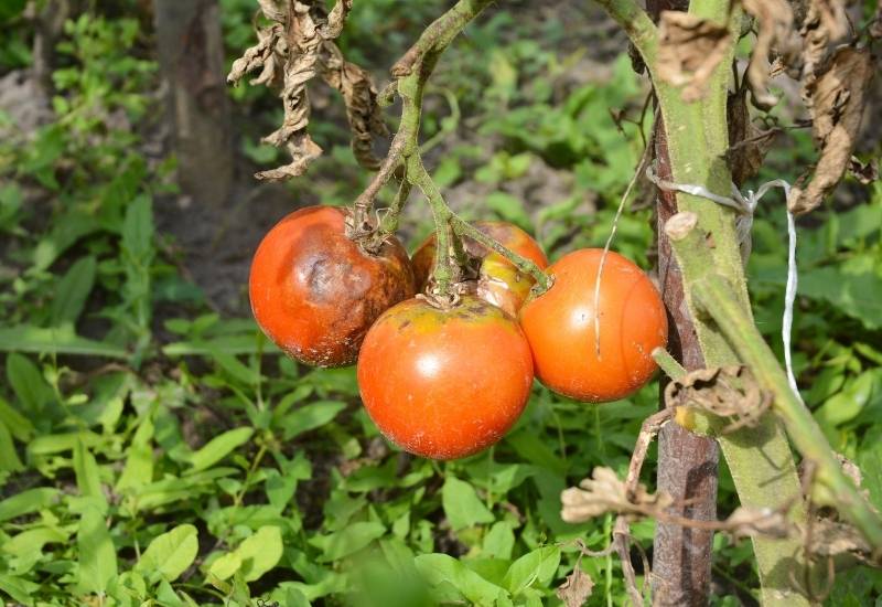  Como identificar, tratar e prevenir o míldio nas plantas de tomate