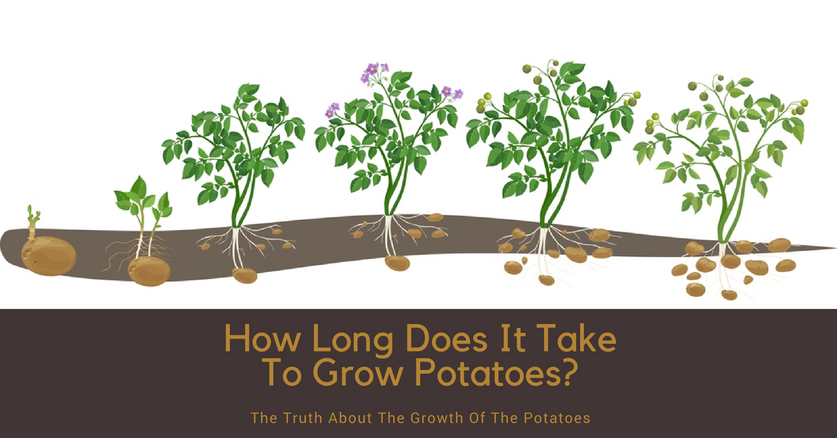  감자 심기 간격: 감자 심기까지 얼마나 떨어져 있습니까?