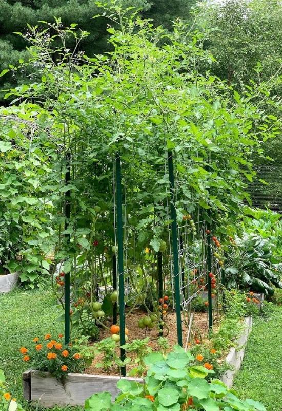  28 variedades de tomates indeterminados para plantar na sua horta este ano