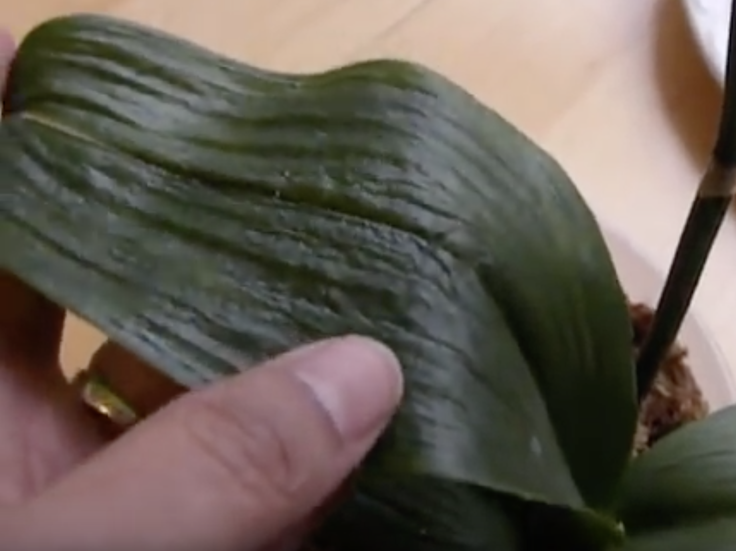  Varför är min orkidés blad slaka och skrynkliga? Och hur åtgärdar man det?