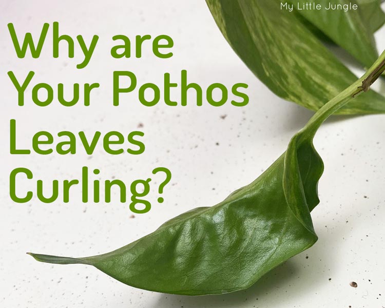  Pourquoi les feuilles de mon Pothos se recroquevillent-elles ? et que faire ?